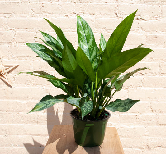 Aglaonema 'Emerald Beauty'