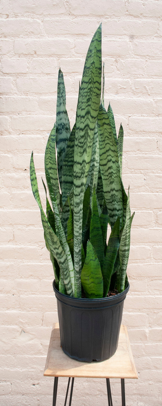 Rental Sansevieria Zeylanica