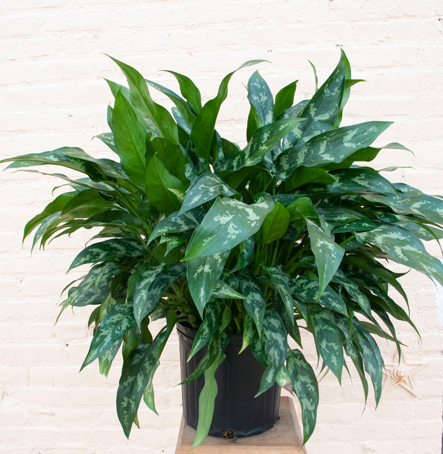 Aglaonema 'Tigress'