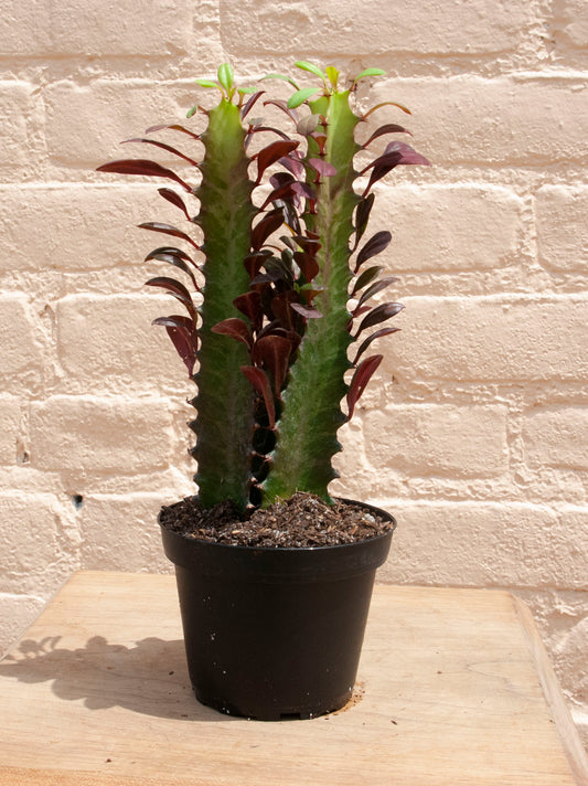 Euphorbia trigona 'Rubra'