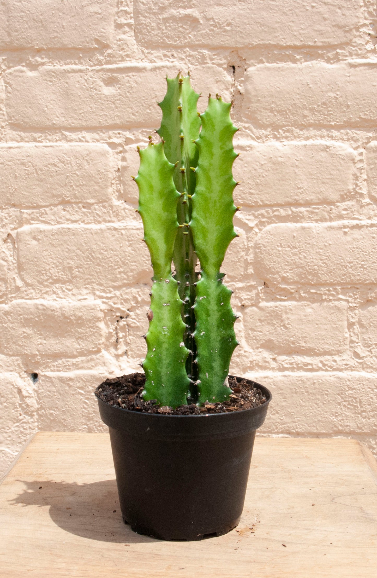 Euphorbia Trigona 'African Milk Tree'