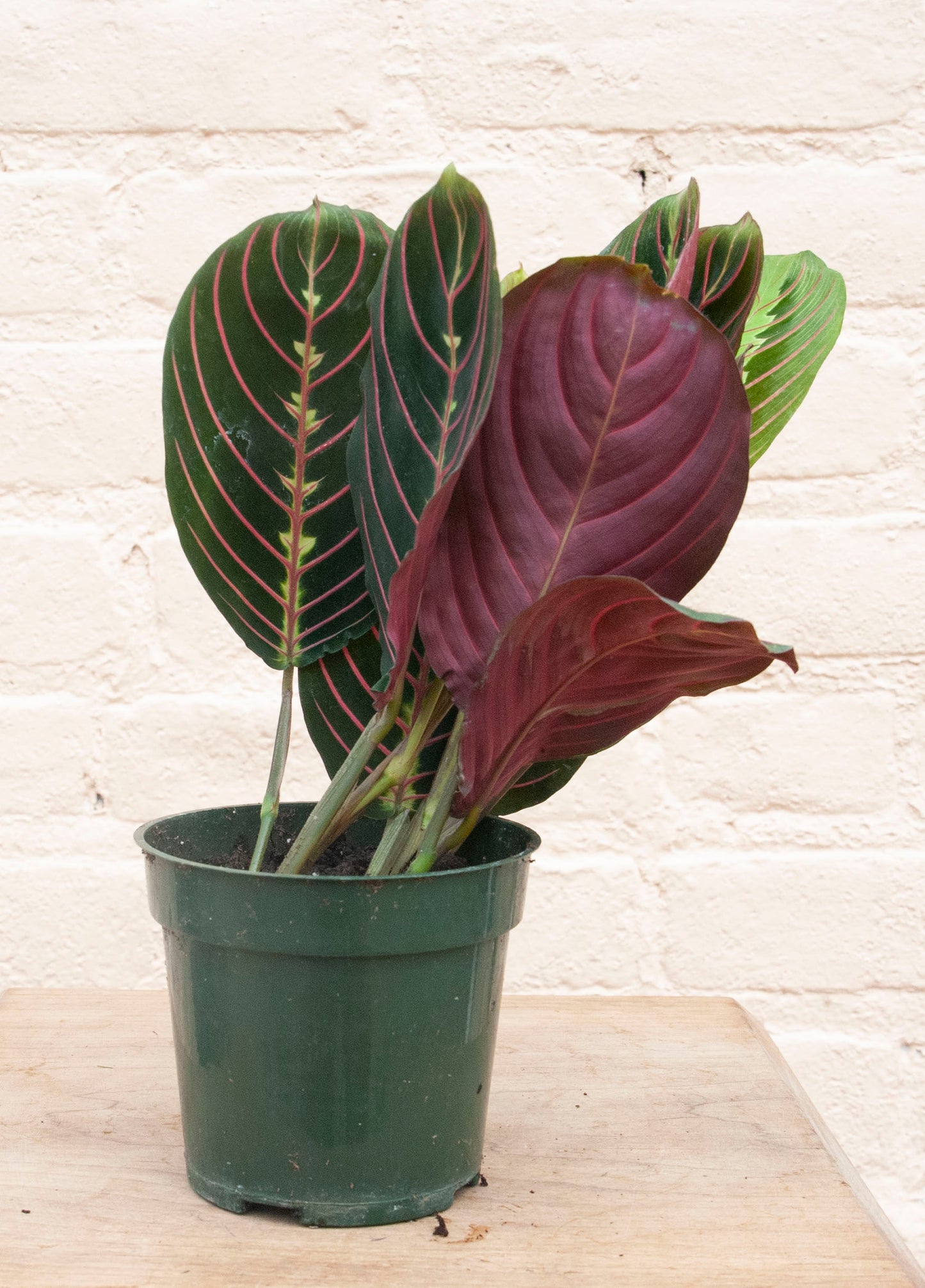 Maranta leuconeura var. erythroneura 'Red prayer plant'