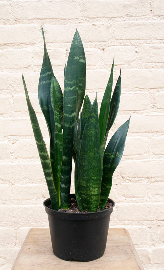 Sansevieria trifasciata Black Coral