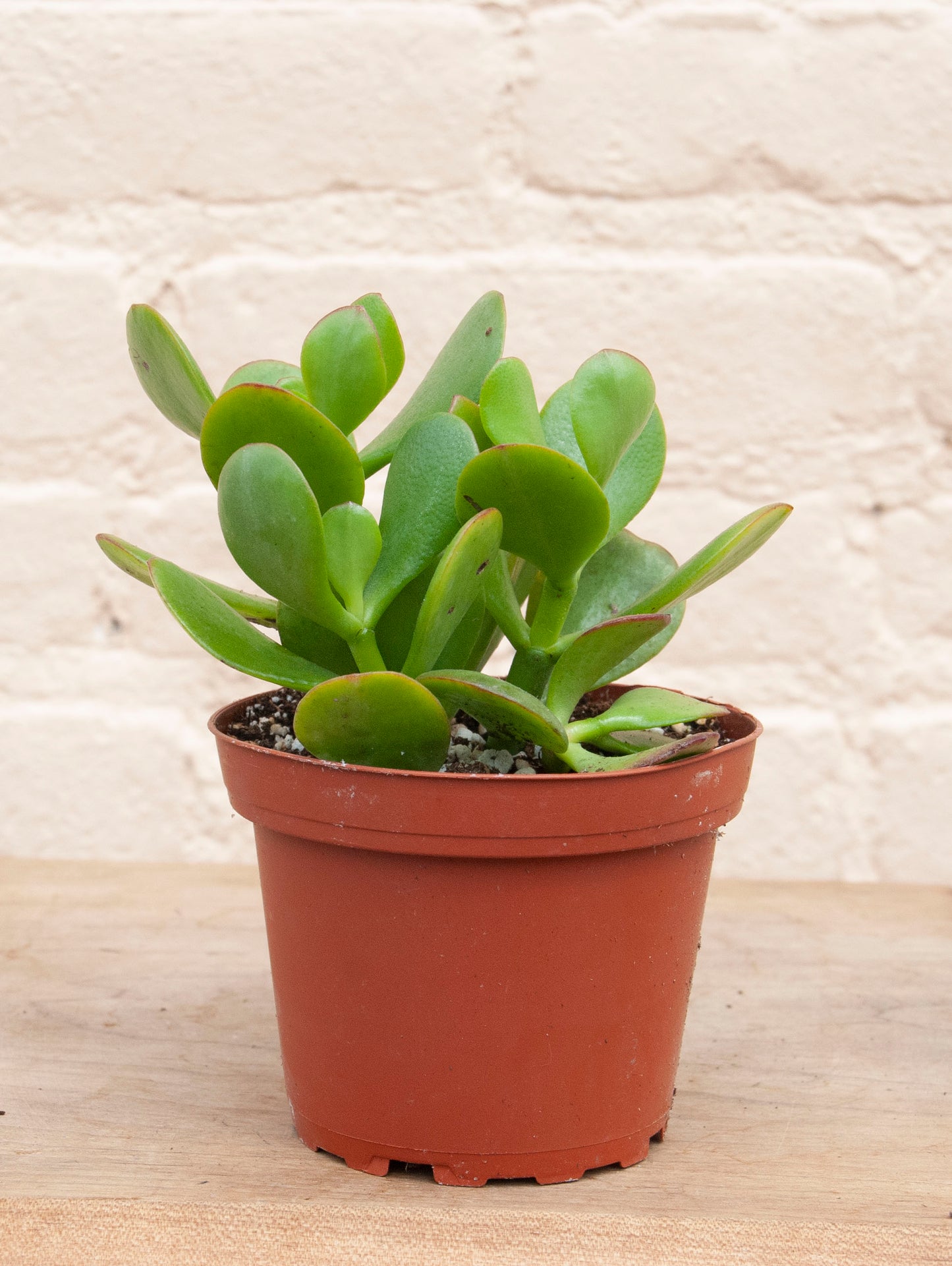 Crassula ovata 'Jade plant'