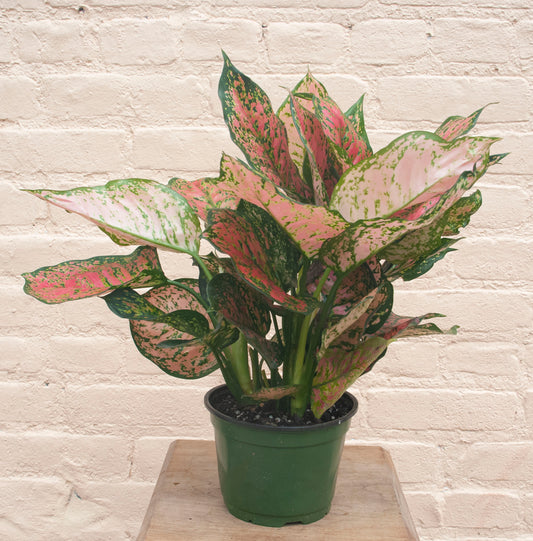 Aglaonema 'Valentine'