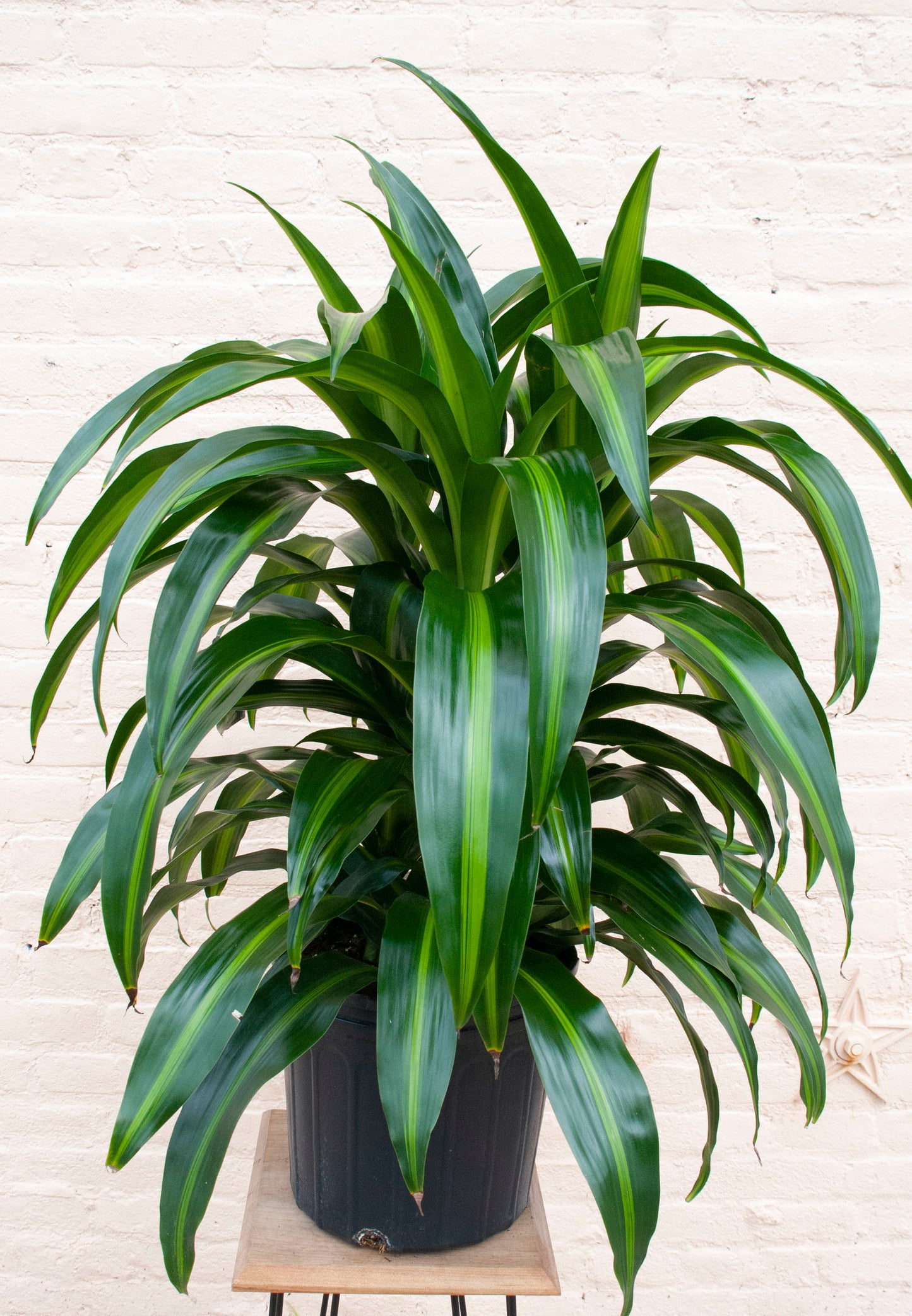 Dracaena 'Hawaiian Sunshine'