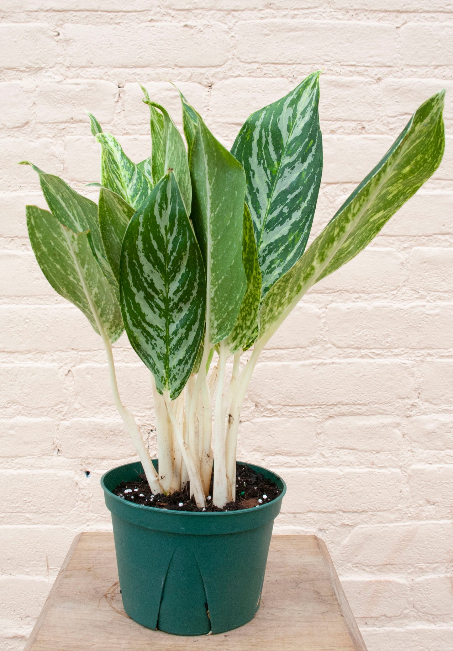 Aglaonema 'White Lightening'