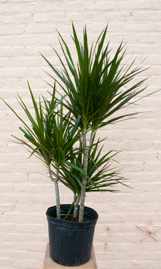 Rental Dracaena angustifolia 'Dracaena Marginata'