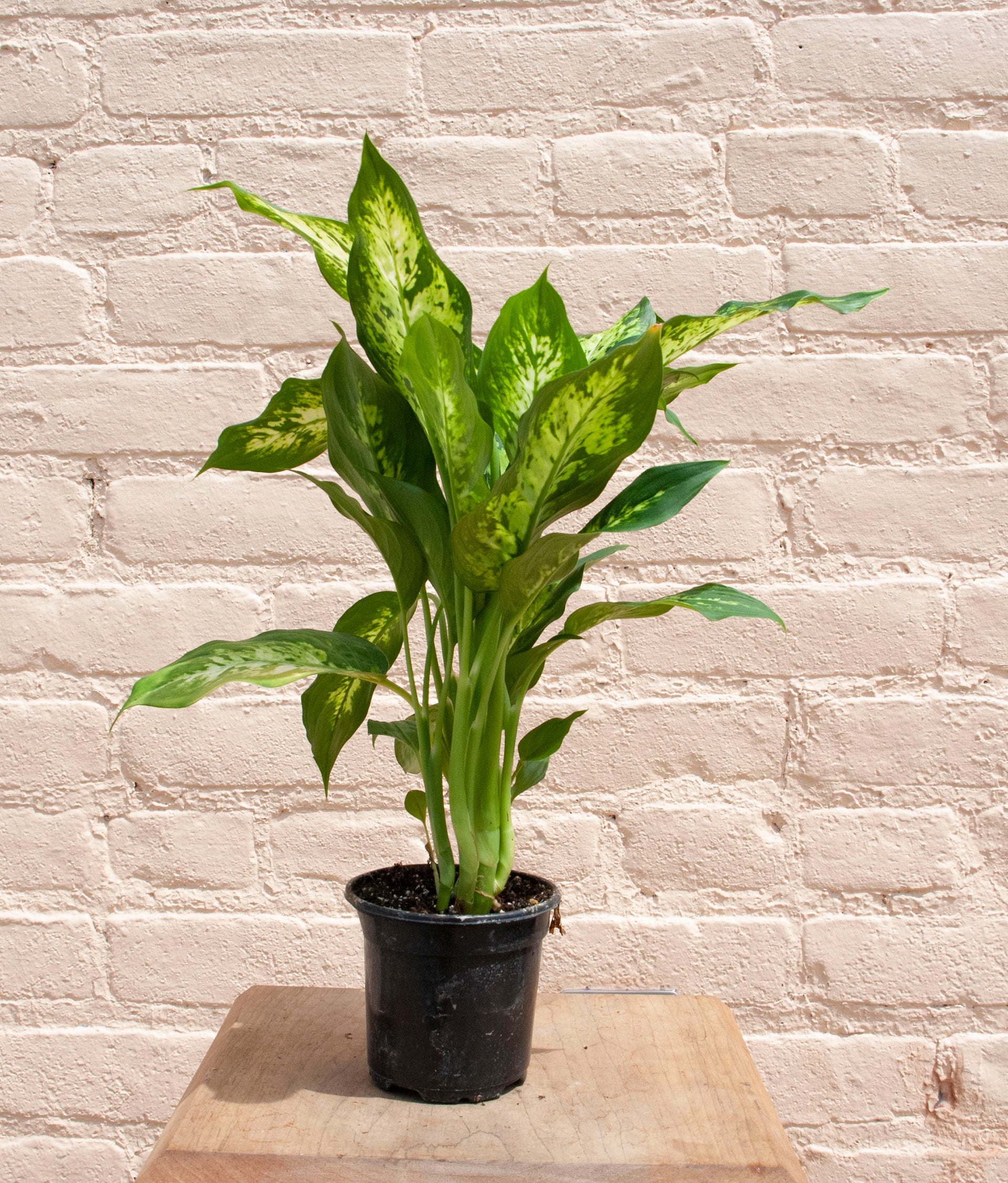 dieffenbachia camille como nace Dieffenbachia 'Camille/Compacta' – B.Willow