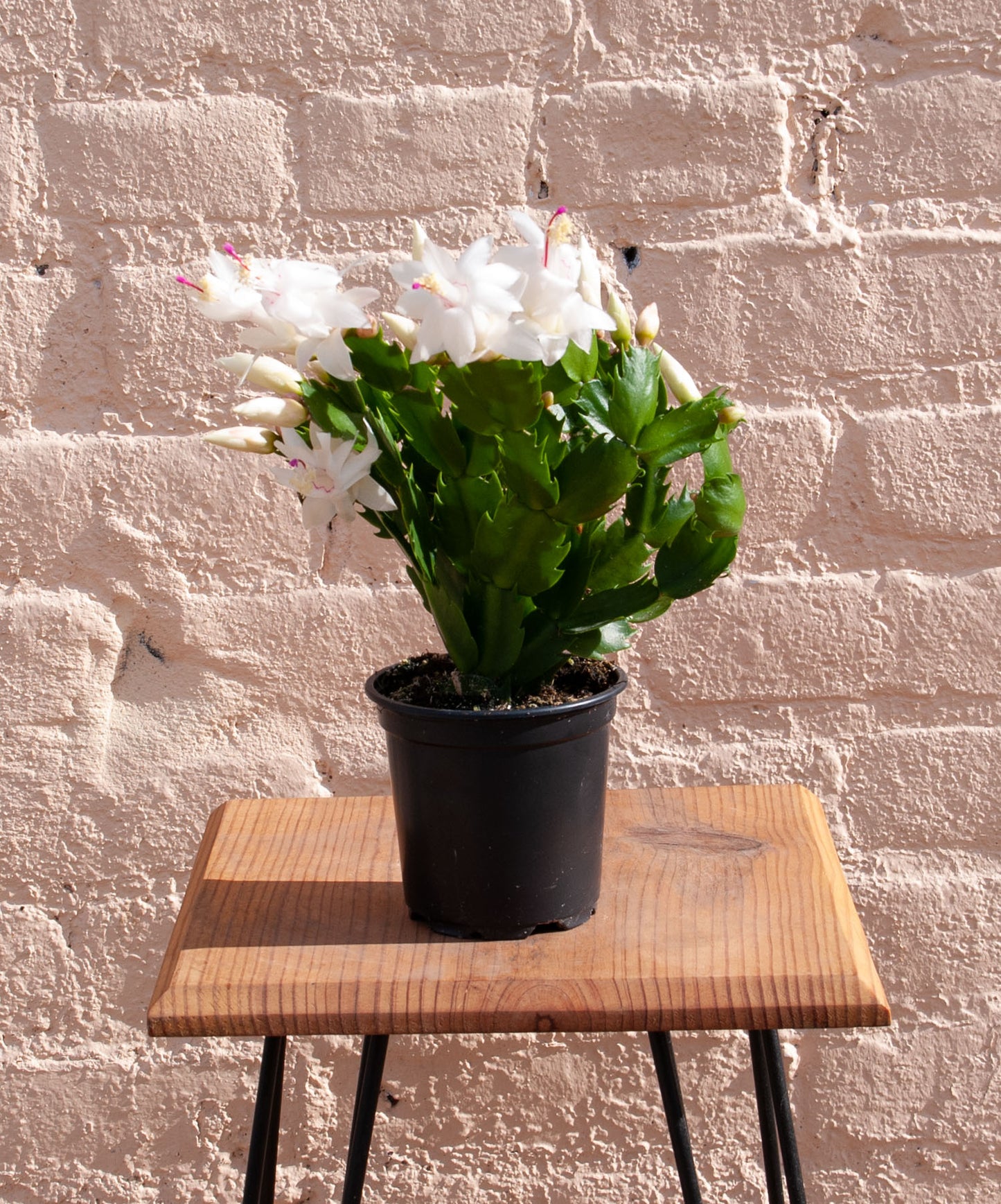 Zygocactus 'Holiday Cactus'