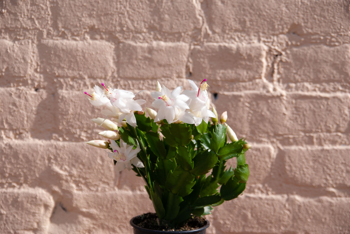 Zygocactus 'Holiday Cactus'