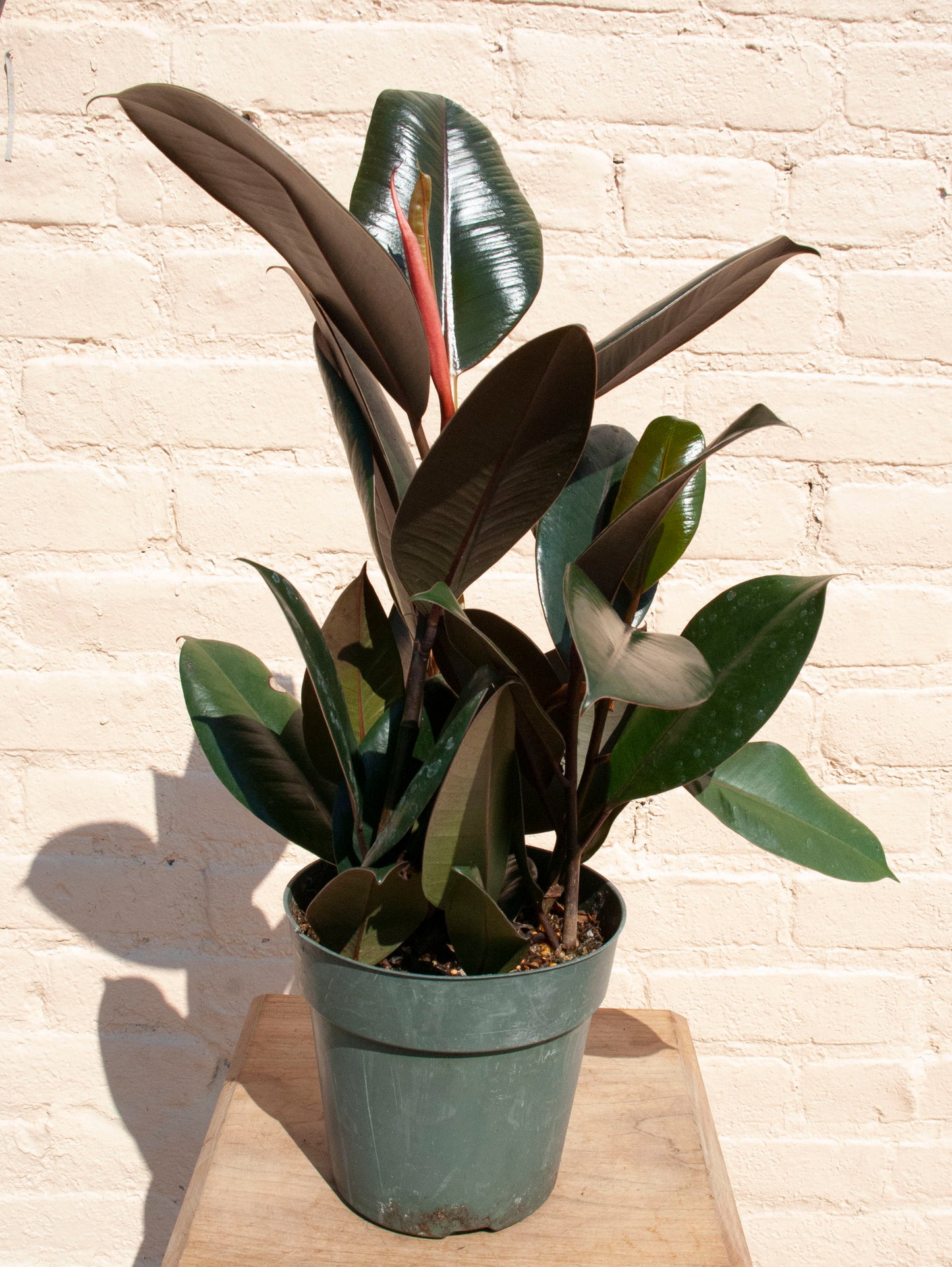 Ficus elastica 'Burgundy'