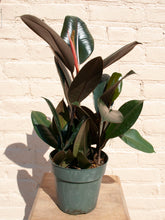 Load image into Gallery viewer, Ficus elastica burgundy
