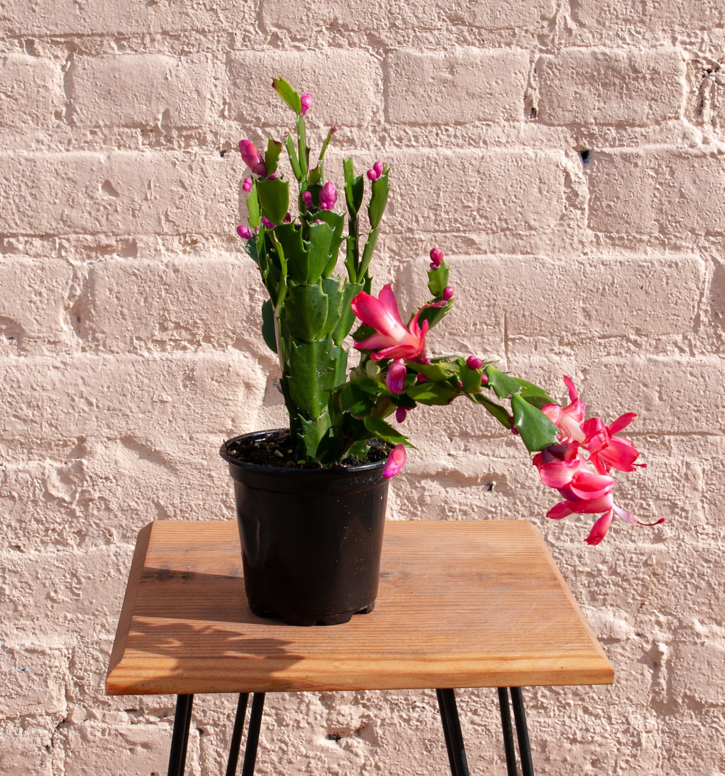 Zygocactus 'Holiday Cactus'