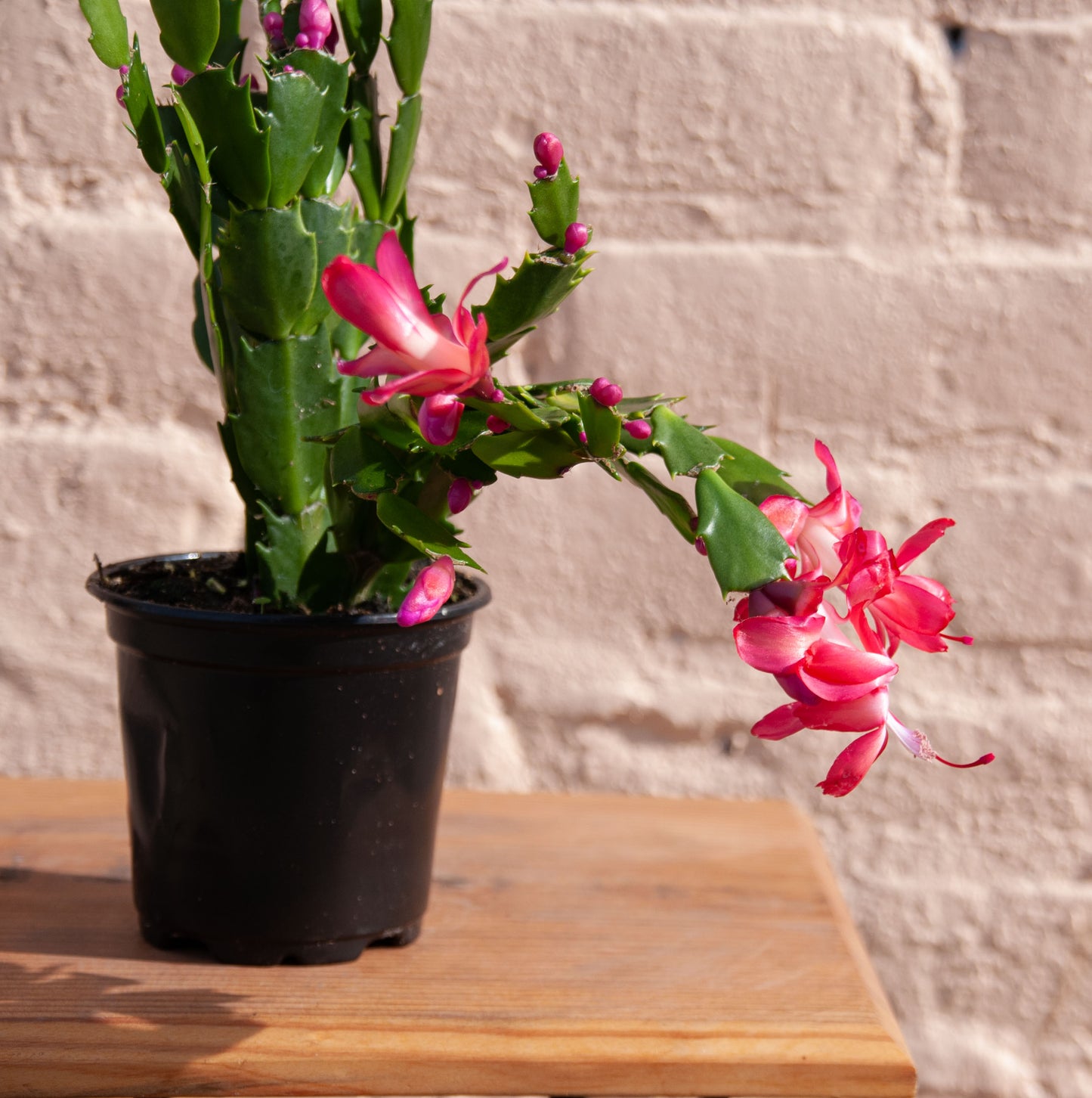 Zygocactus 'Holiday Cactus'