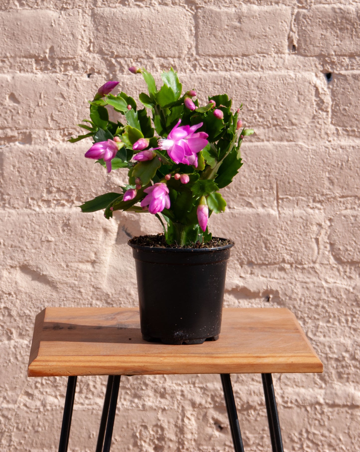 Zygocactus 'Holiday Cactus'