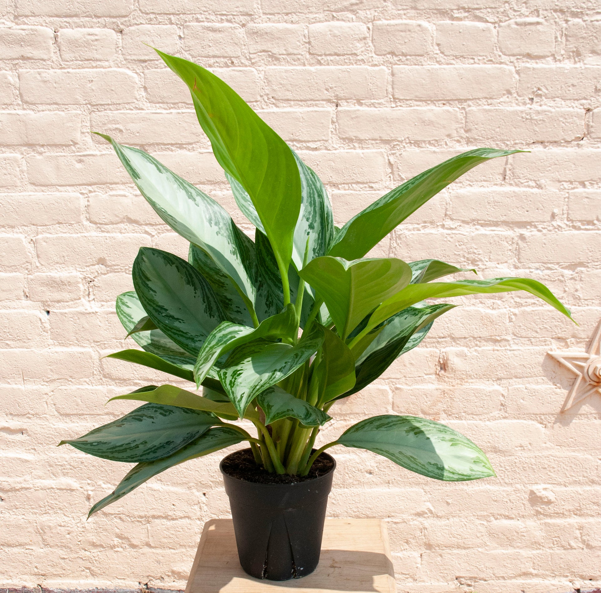 california tropicals aglaonema chinese evergreen Aglaonema Silver Bay 'Chinese Evergreen' – B.Willow