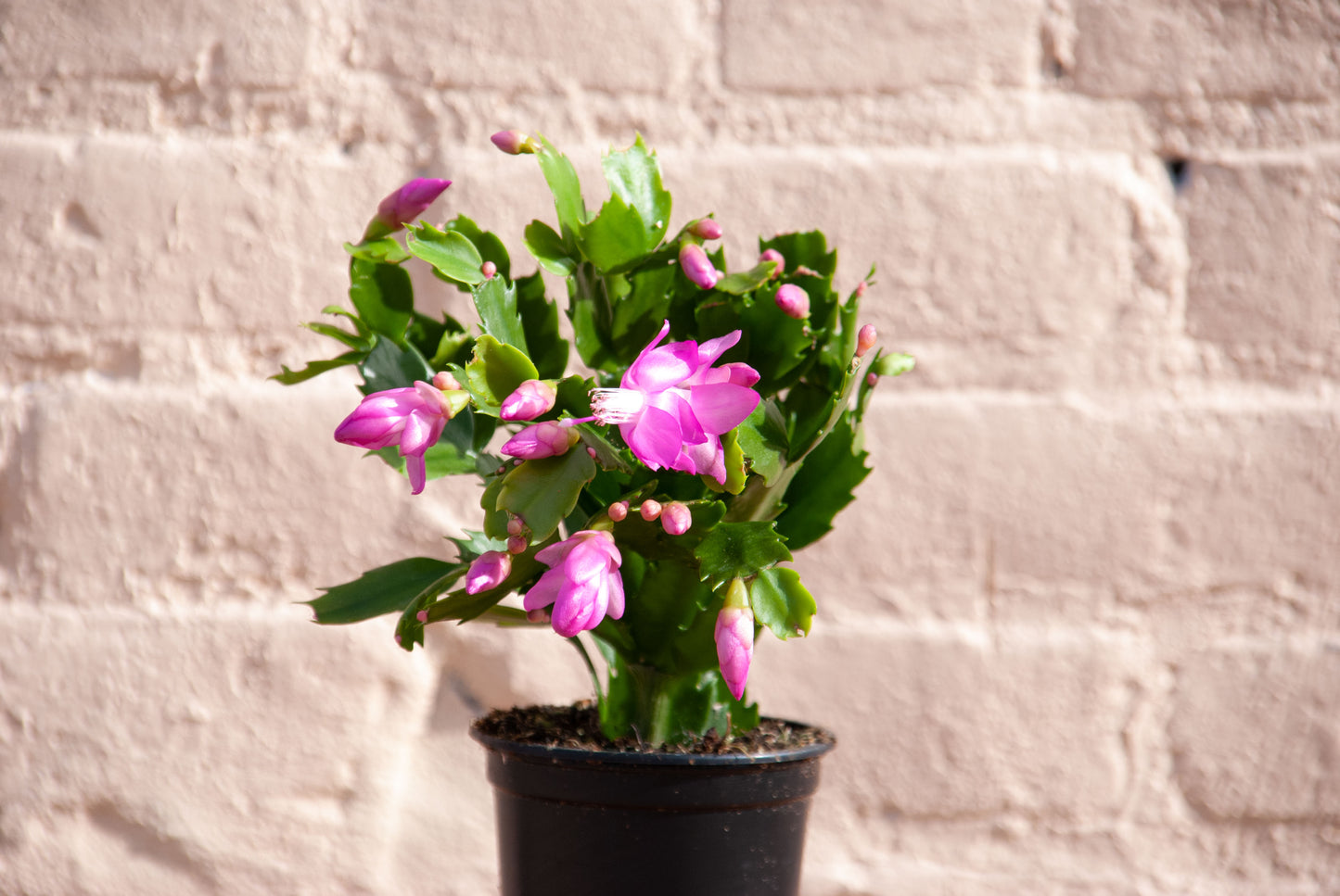 Zygocactus 'Holiday Cactus'