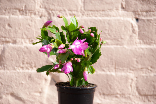 Zygocactus 'Holiday Cactus'