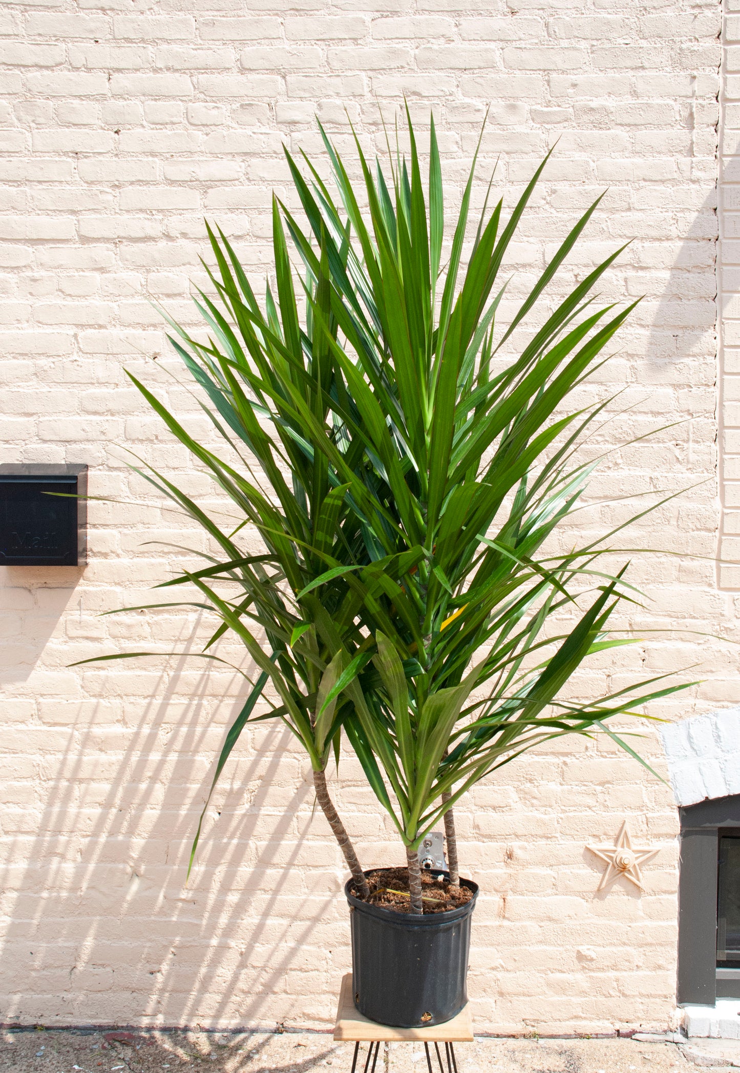 Rental Dracaena Tarzan Tips