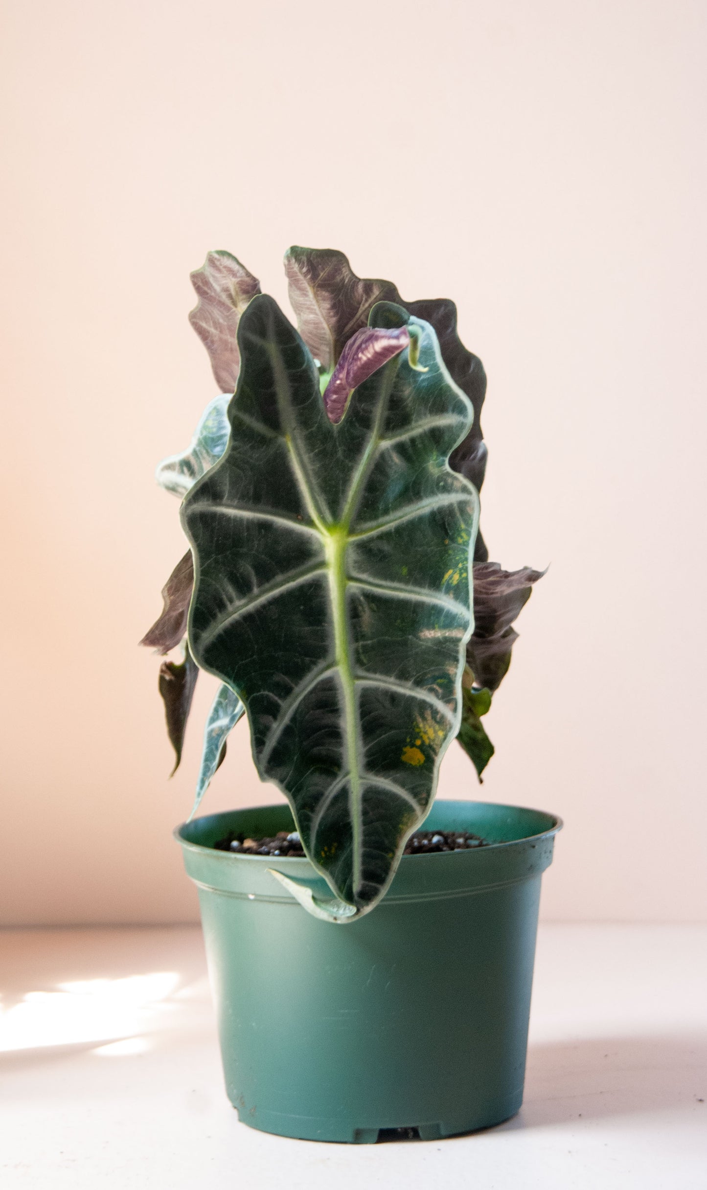 Alocasia amazonica