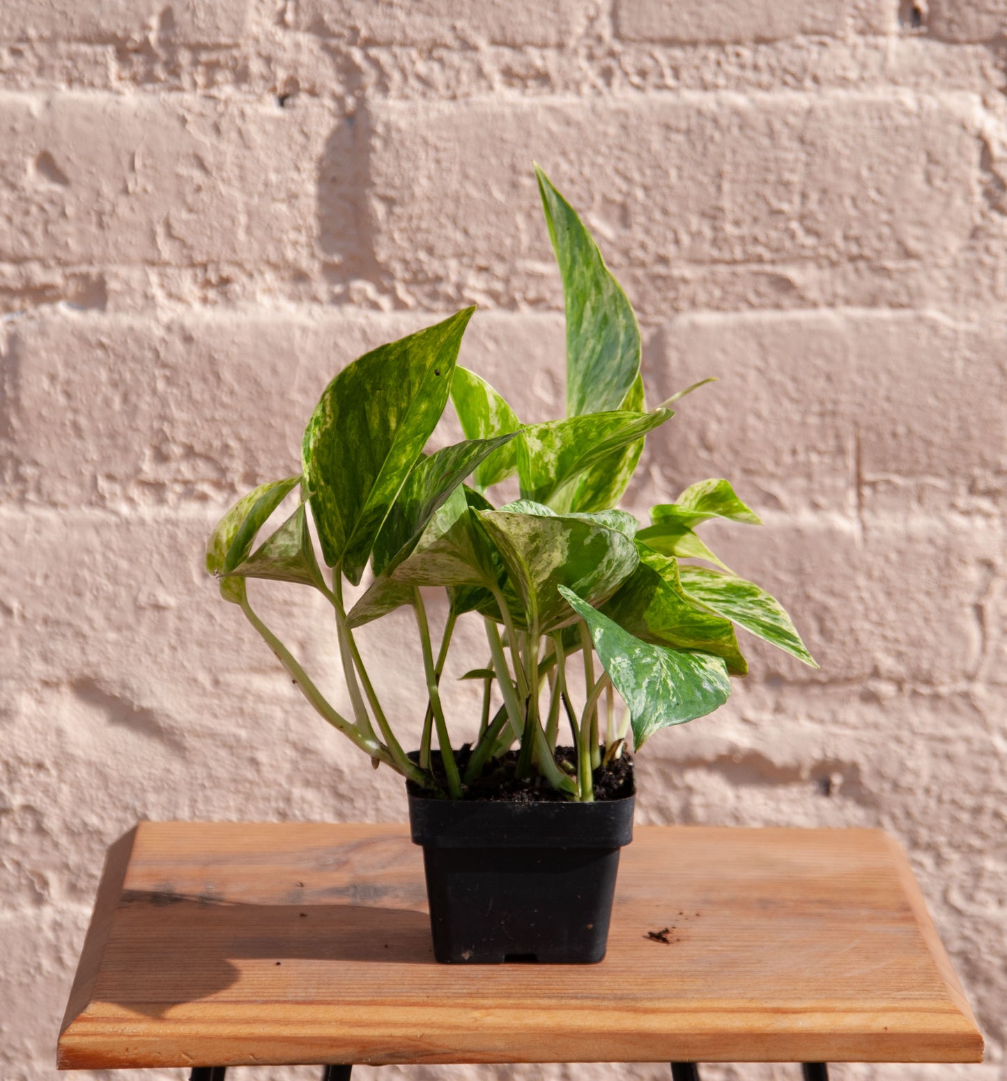 Epipremnum aureum 'Marble Queen Pothos'