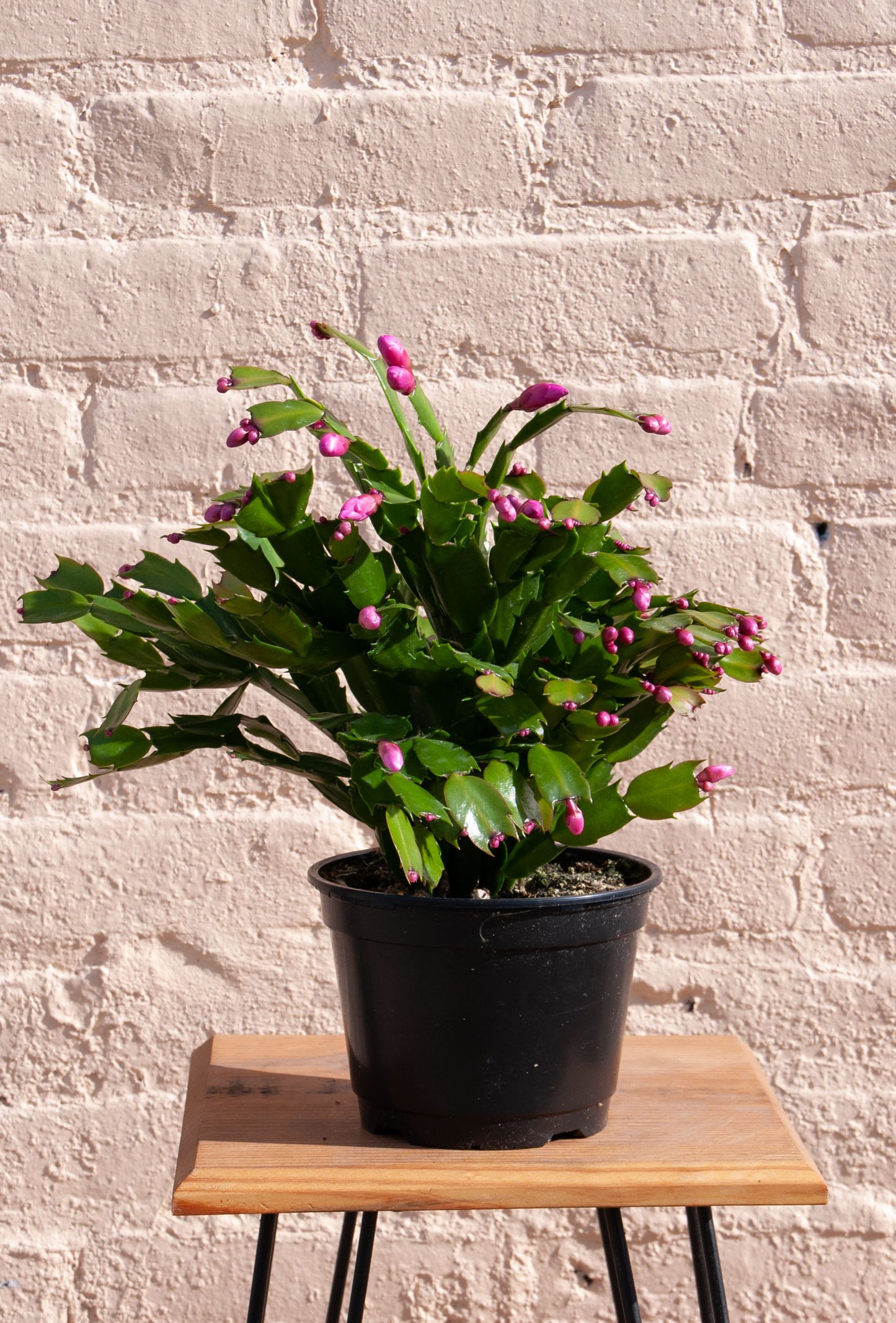 Zygocactus 'Holiday Cactus'