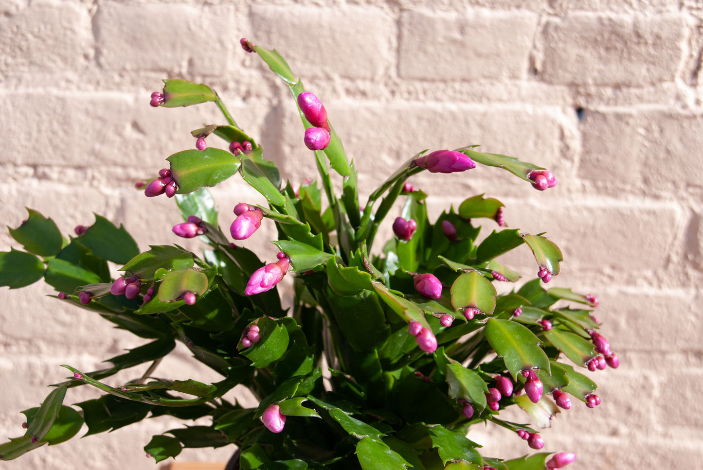 Zygocactus 'Holiday Cactus'