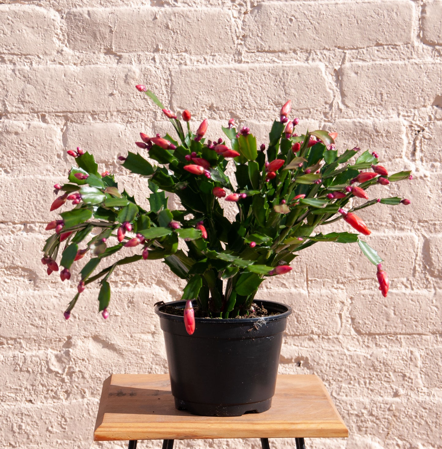 Zygocactus 'Holiday Cactus'