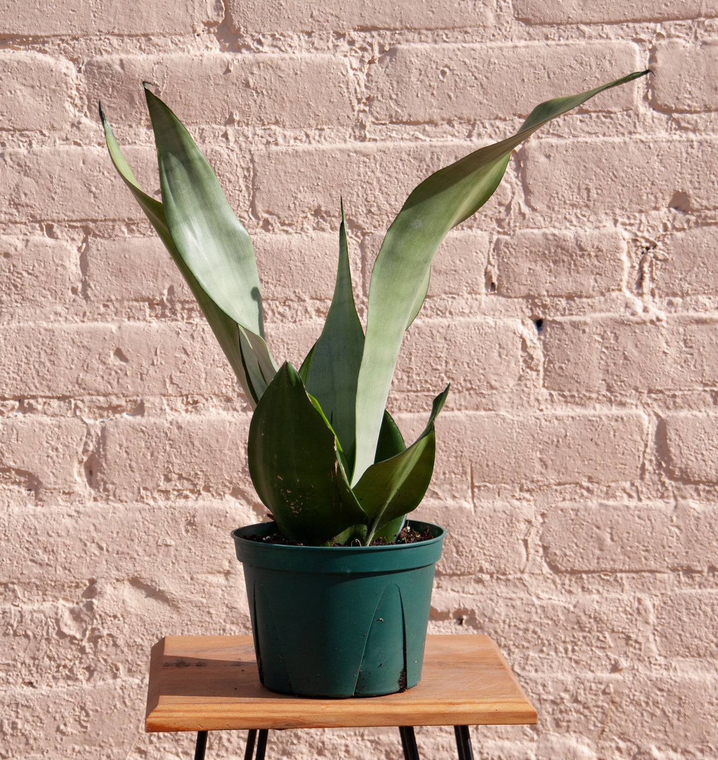 Sansevieria Moonshine