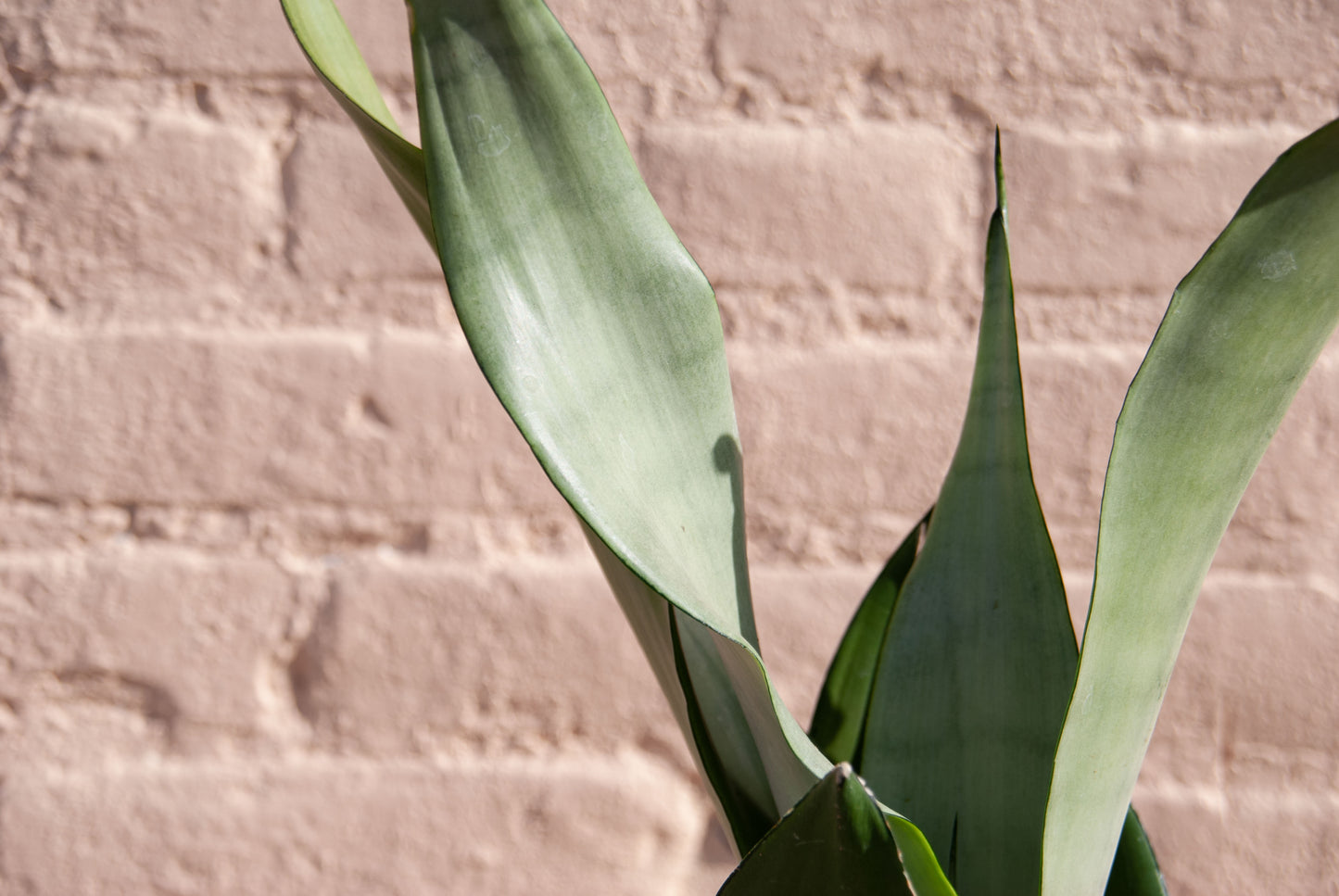 Sansevieria Moonshine