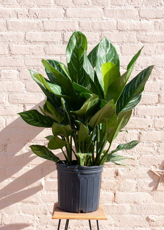 Aglaonema 'Stripe'