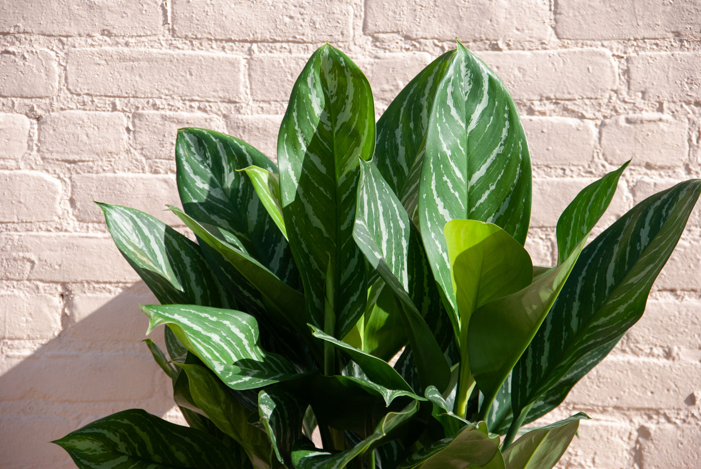 Aglaonema 'Stripe'