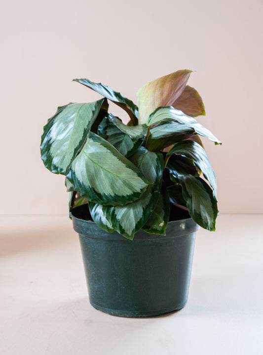 Calathea picturata