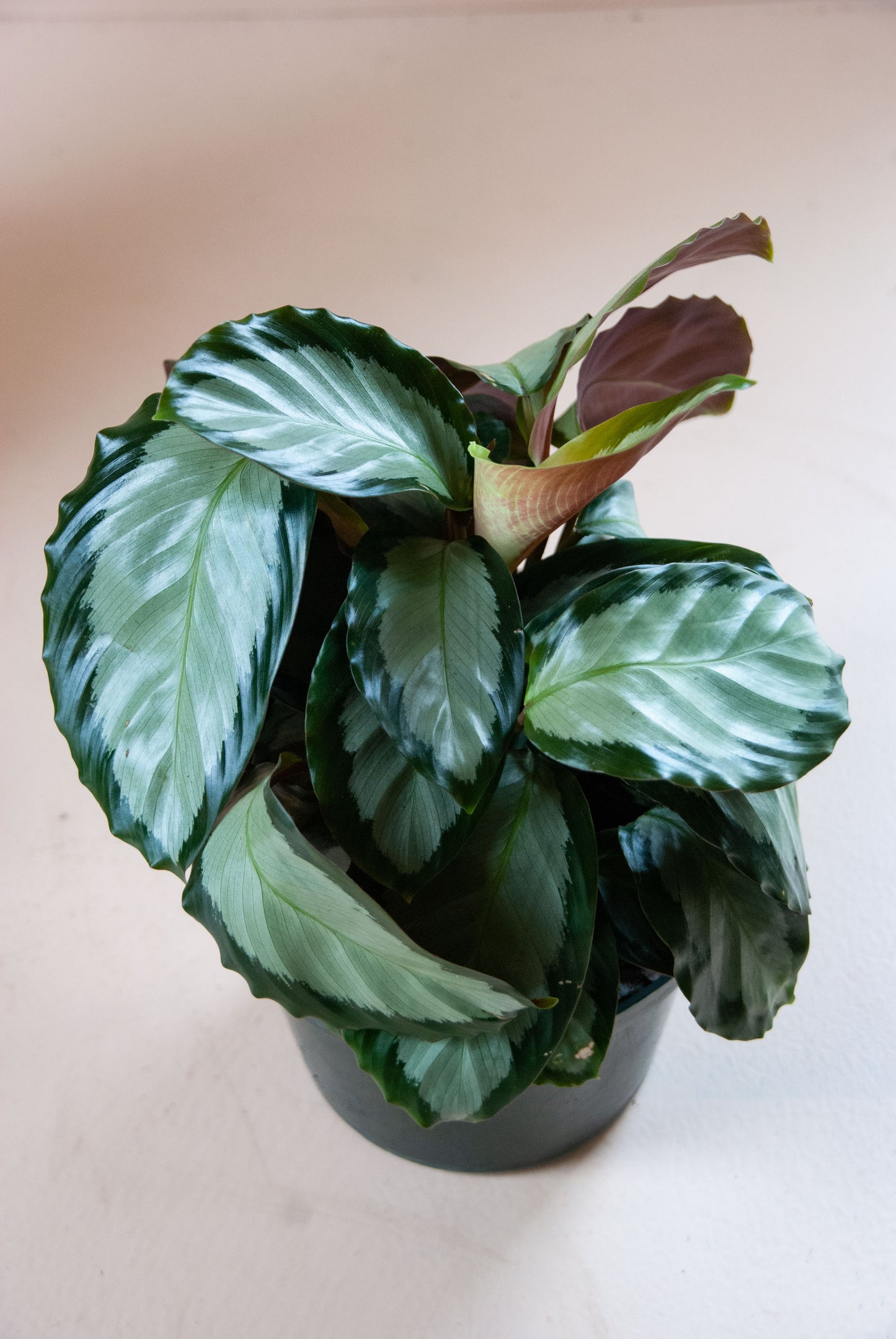 Calathea picturata