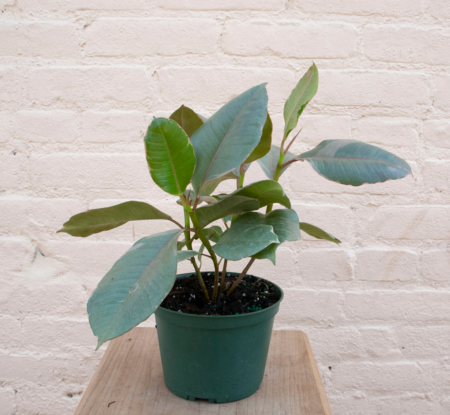 Ficus elastica 'Ruby'