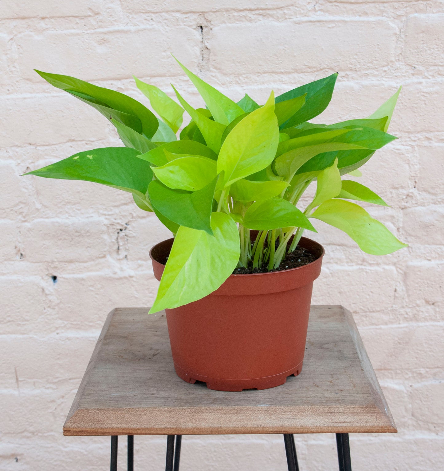 Epipremnum aureum 'Neon Pothos'