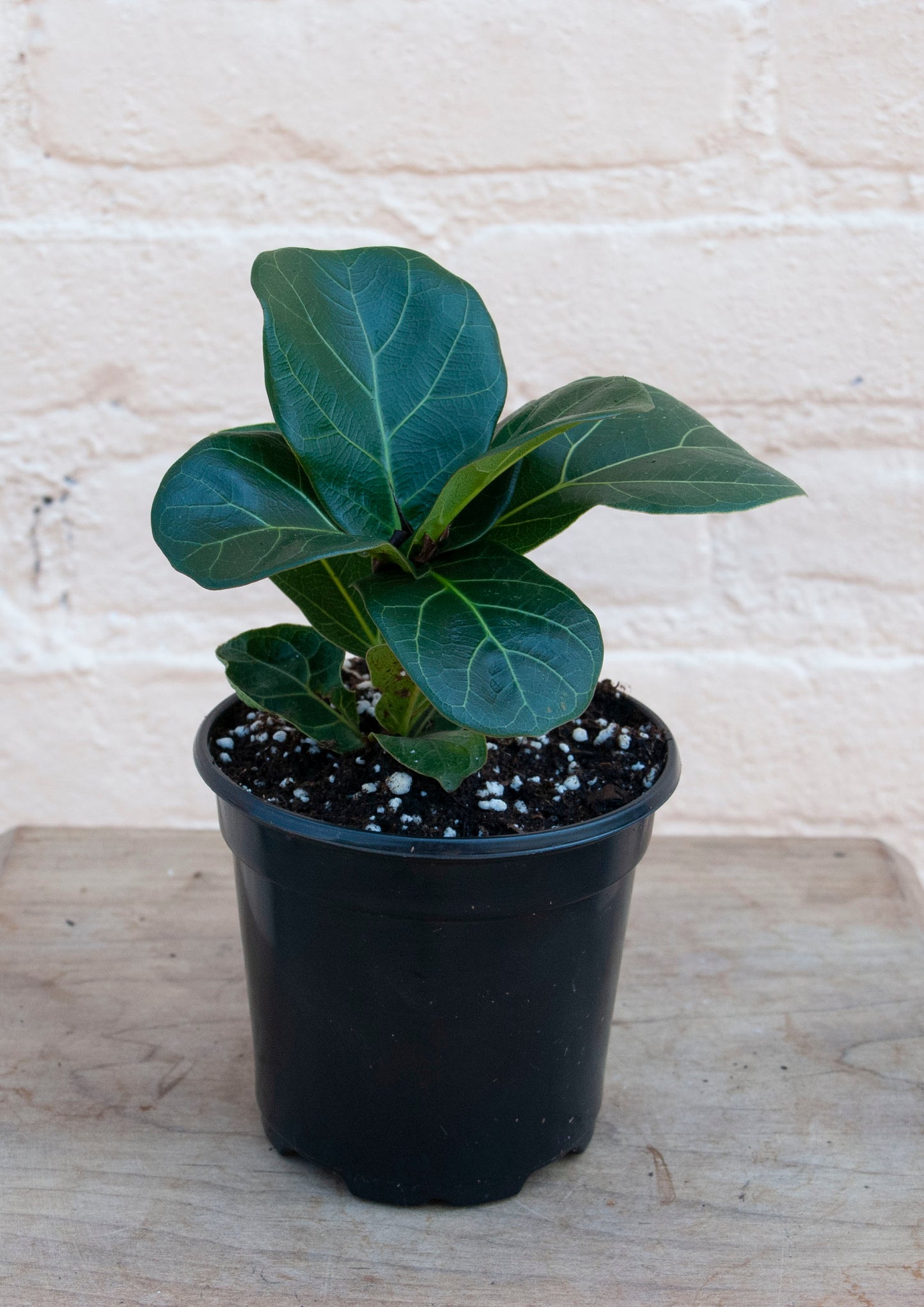 Ficus lyrata 'Fiddle Leaf Fig'