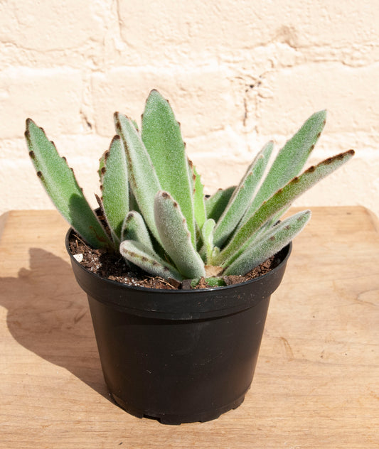 Kalanchoe 'Panda Bear'