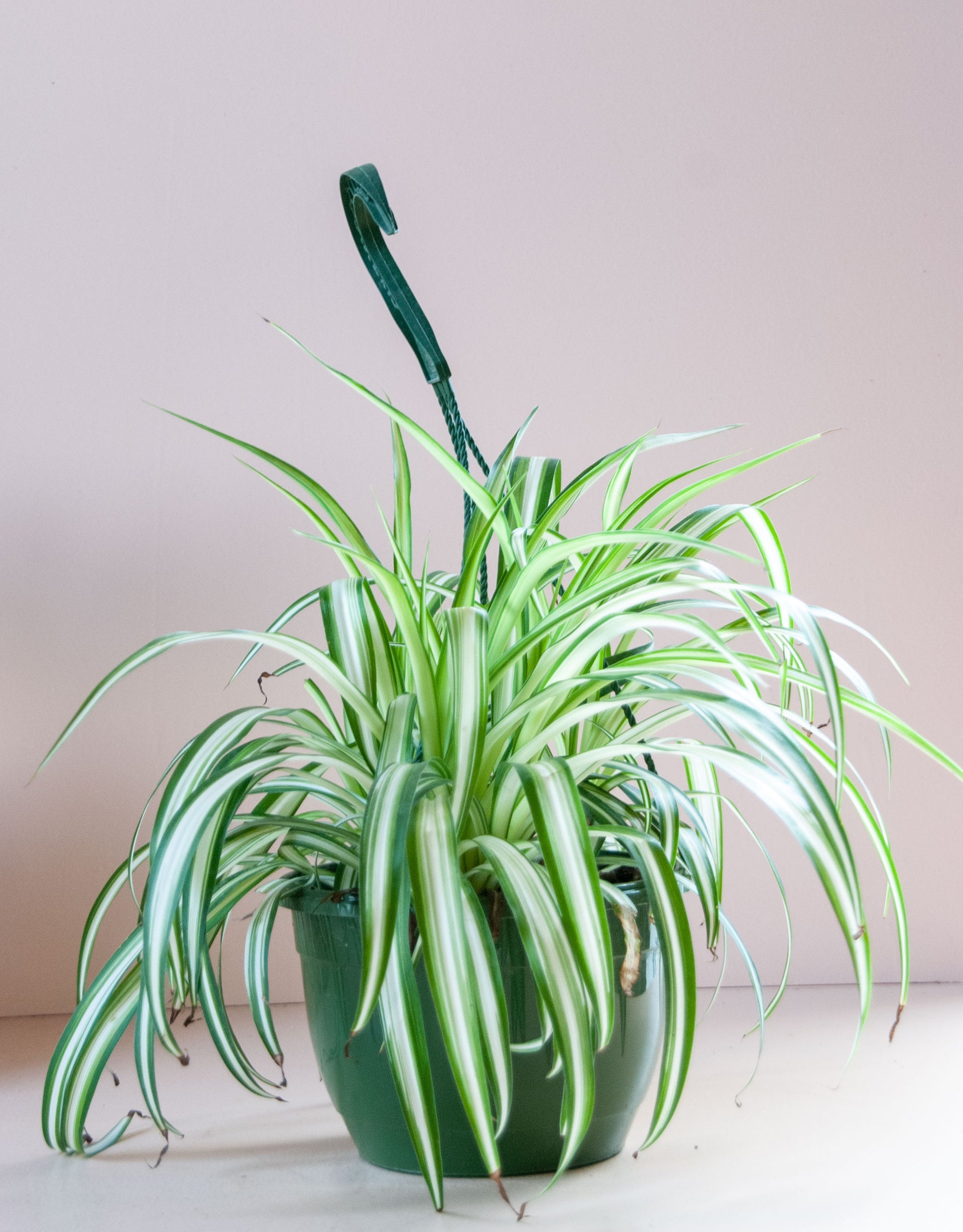 chlorophytum Chlorophytum comosum 'Spider Plant' – B.Willow