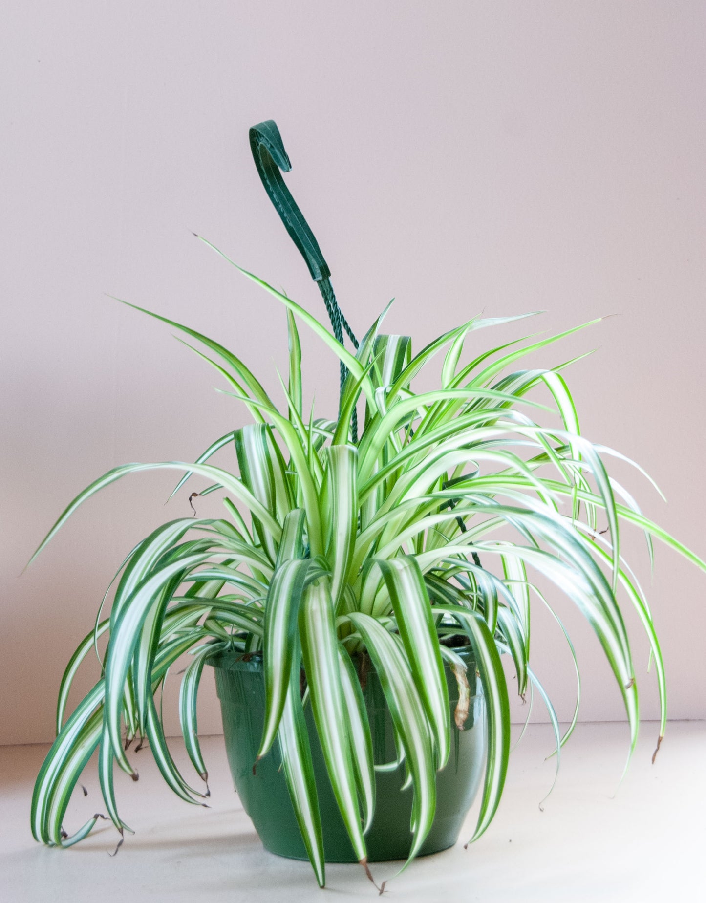 Chlorophytum comosum 'Spider Plant'