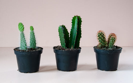 4" Assorted Cacti