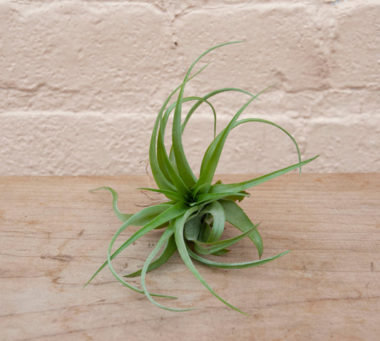 Tillandsia Brachycaulos