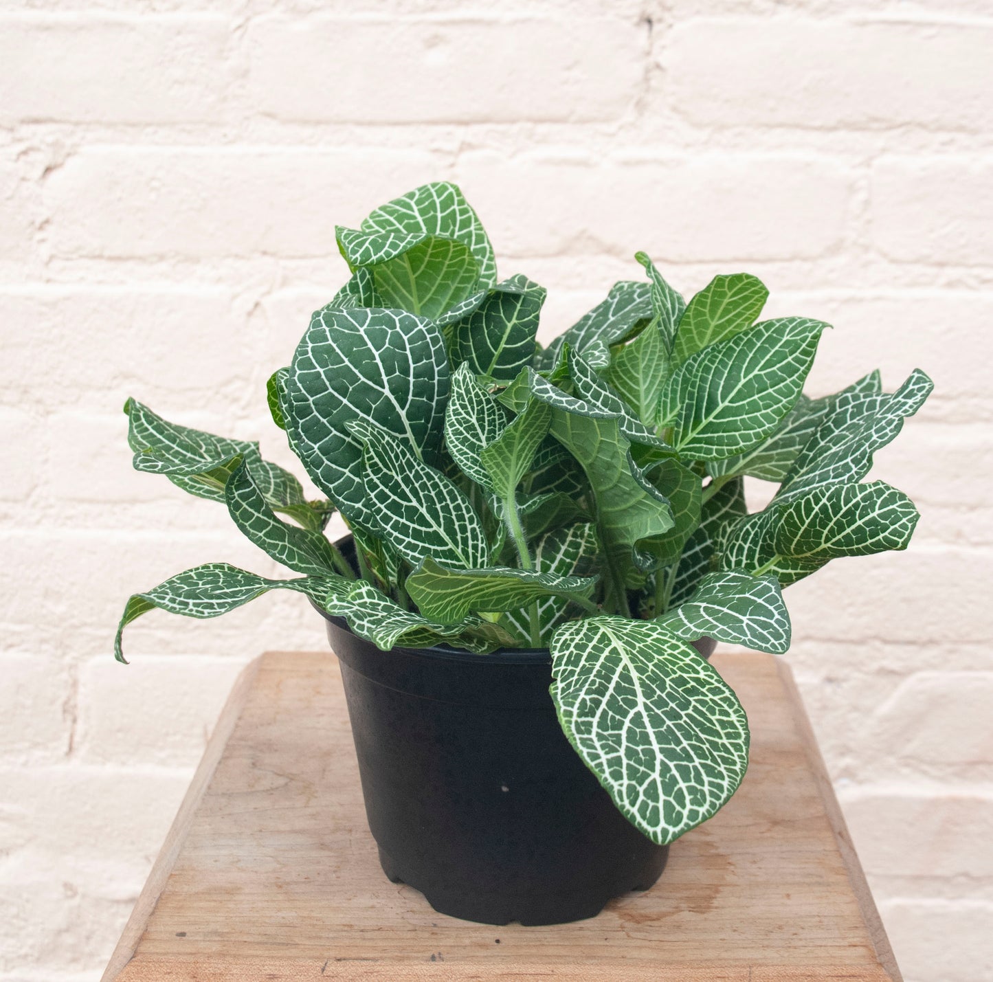 Fittonia albivenis 'Nerve Plant'