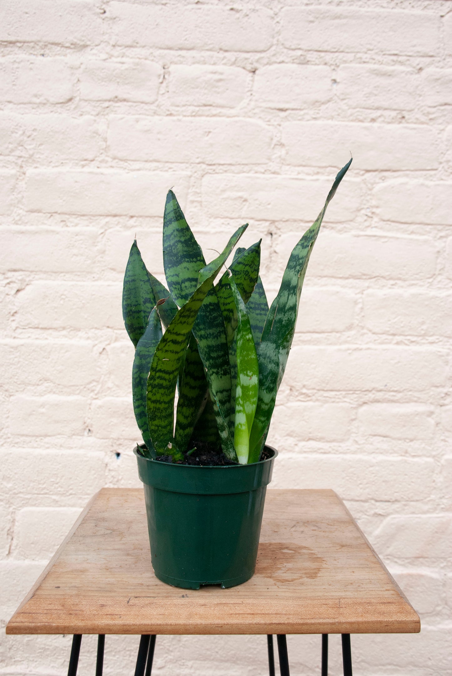 Rental Sansevieria Zeylanica