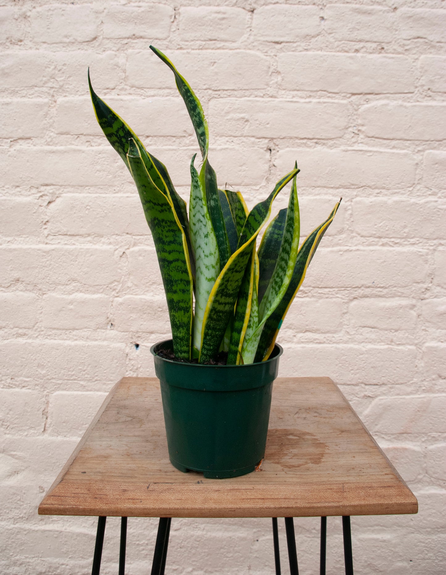 Rental Sansevieria trifasciata 'Laurentii'