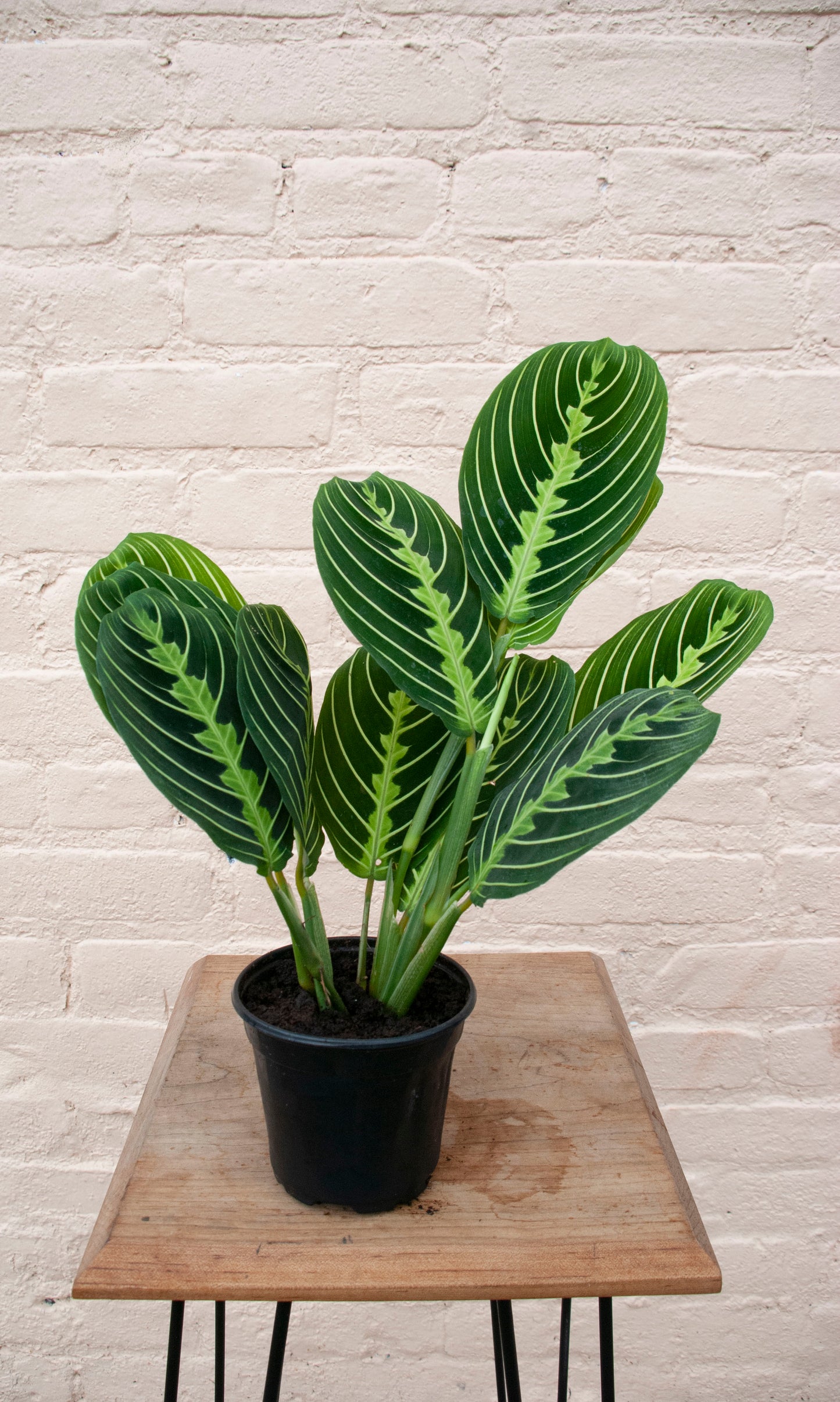 Maranta leuconeura 'Lemon Lime Prayer Plant'