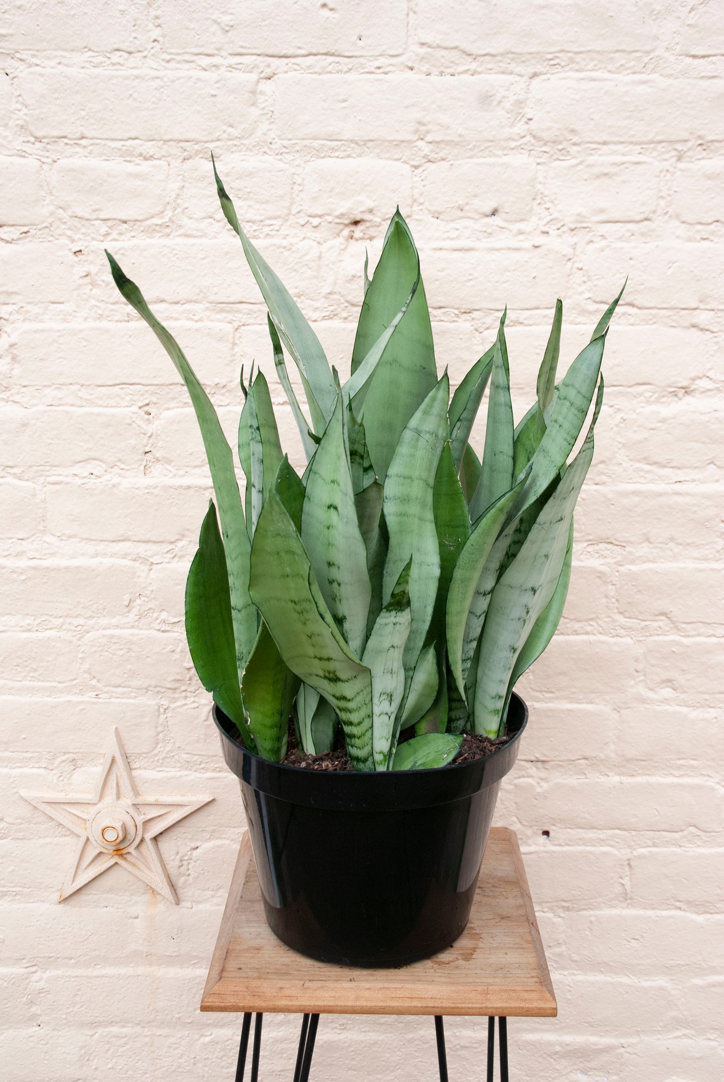 Sansevieria Moonshine