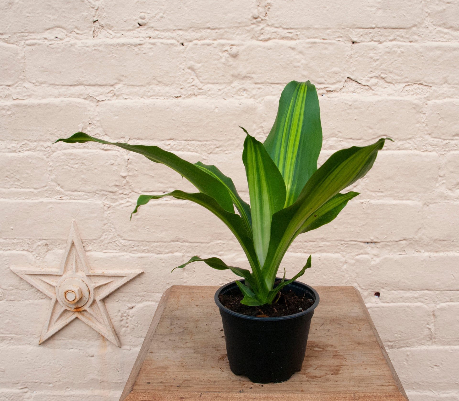 dracaena massangeana giganta Dracaena 'Giganta' – B.Willow
