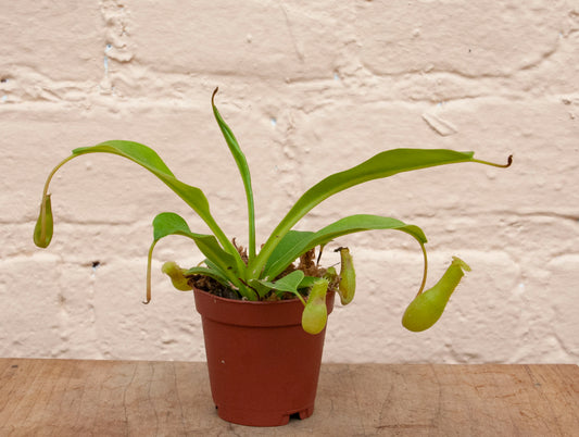 Nepenthes 'Pitcher Plant'